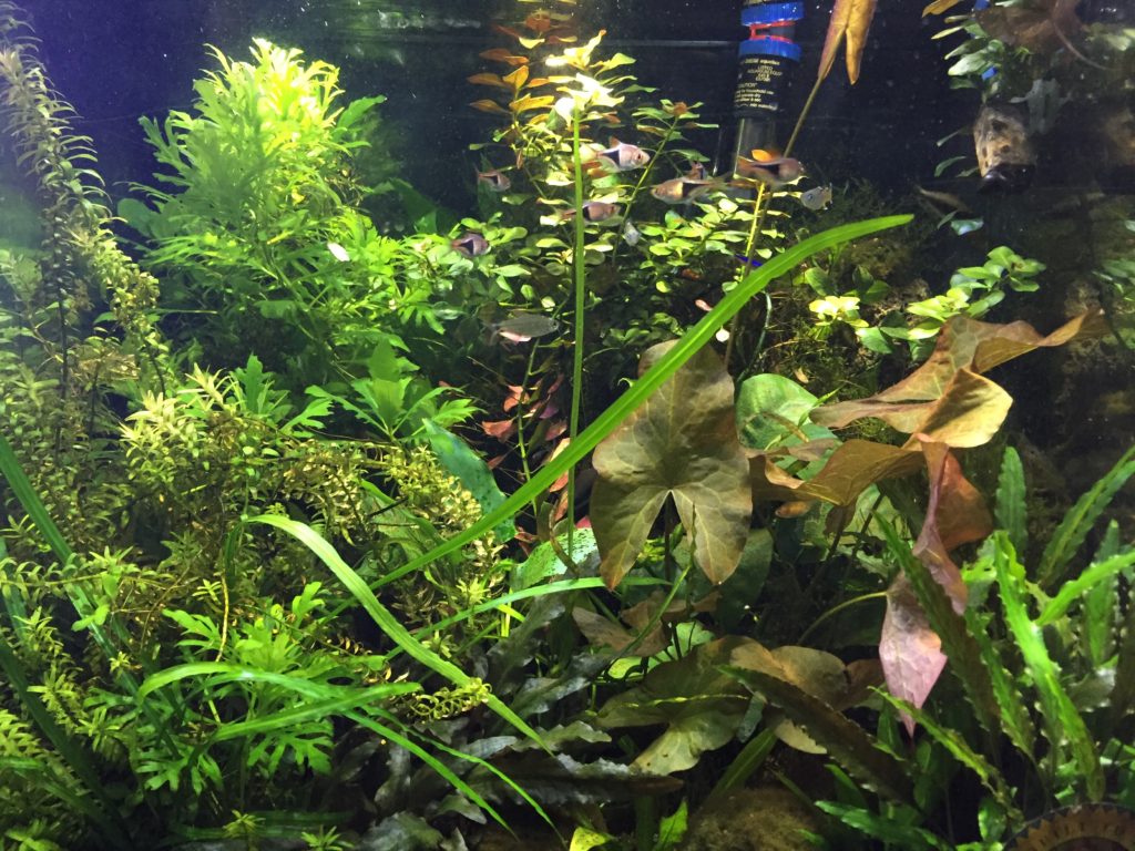 25 gallon cube aquarium with plants