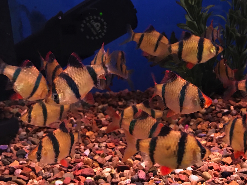 elmers fish aquarium