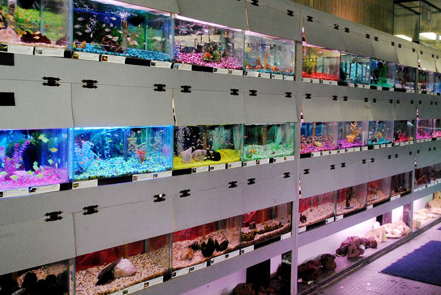 elmers fish aquarium