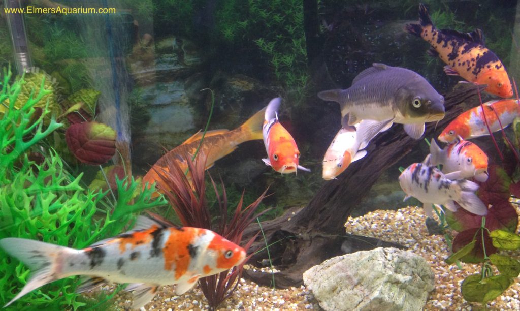 elmers fish aquarium