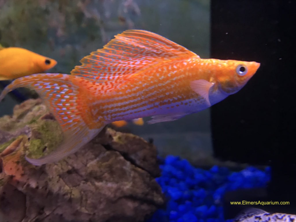 Orange Sailfin Molly